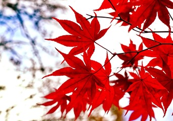 Bright Red Japanese Maple Leaves on the Tree in Autumn