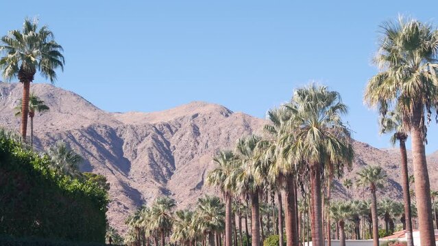 Row of palm trees and mountains or hills, sunny Palm Springs vacations resort near Los Angeles, Old Las Palmas, California valley nature, USA. Arid dry climate plants, desert oasis flora, summer vibes