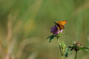 Small skipper moth on a red clover flower