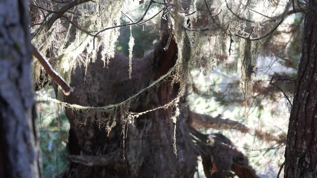Lace lichen moss hanging, trees branches in forest. Deep surreal wood, fairy old grove or fantasy woodland. Plants covered with parasite mushroom or fungus. Point Lobos, Monterey flora, California USA