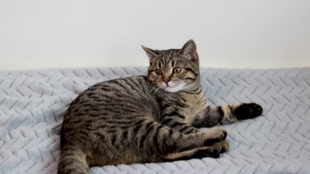 tabby adorable young female cat sitting on bed blanket breathing hard sick kitty.domestic pet brown gray color stripes over all body.pel love and care doctor medications healing young animal 4k