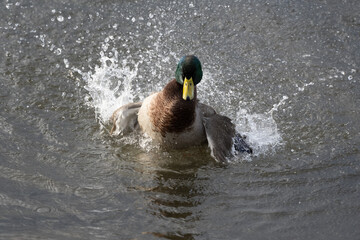 Closeup of a mallard drake splashing with iridescent green feathers