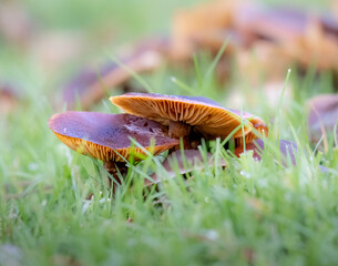 Soft dreamy image of cortinarius mushrooms in grass