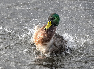 Closeup of a splashing mallard drake with iridescent green feathers