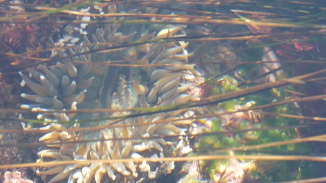 Sea anemone tentacles, tide pool water, anemones mouth macro. Tidepool wildlife, aquatic marine organism. Exotic actiniaria polyp animal underwater. Littoral intertidal zone fauna, California low tide