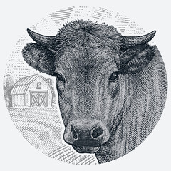 Cow head vector engraving illustration