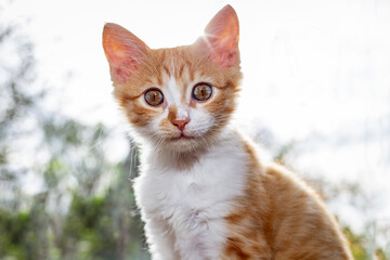 Cute red kitten with a dirty nose and an attentive look