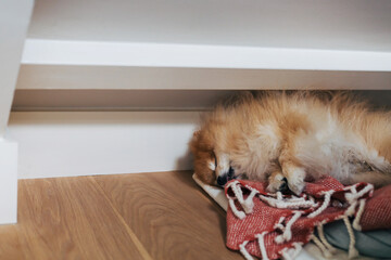 Cute fluffy pomeranian dog sleeping with tongue out on wooden floor with red blanket in a modern interior apartment. Resting happy animal having a nap. Purebred puppy. Copy space.