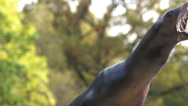 ein seel&ouml;we als portrait zeigt die z&auml;hne, zeigt die zunge, sch&uuml;ttelt sich, mehrere lustige szenen, 60 fps, zeitlupe m&ouml;glich,  zalophus californianus