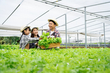 Asian family father, mother and daughter picking vegetables. Happy inspecting your own hydroponic vegetable garden..