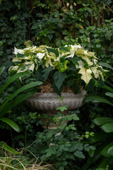 White poinsettia growing in a large pot