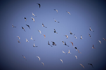 birds in flight
