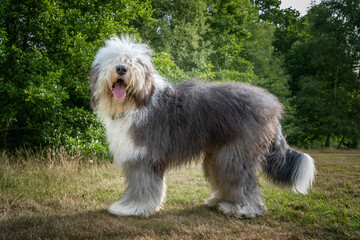 Old English Sheepdog standing in a field looking at the camera - 554049340