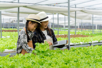 Asian family father, mother and daughter picking vegetables. Happy inspecting your own hydroponic vegetable garden..