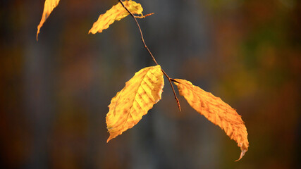 autumn leaves on a tree
