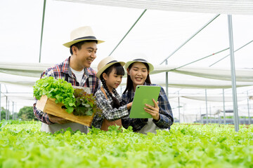 Asian family father, mother and daughter picking vegetables. Happy inspecting your own hydroponic vegetable garden..