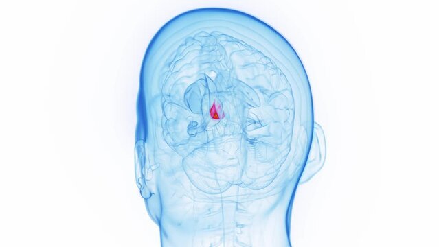 3D medical animation of a man's hypothalamus
