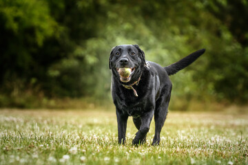 Black Labrador walking towards the camera with a ball