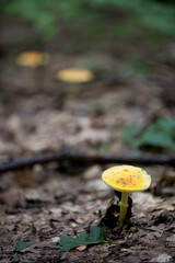 Mushrooms beside a hiking trail in Ontario.