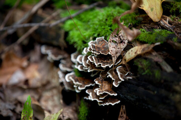 Mushrooms beside a hiking trail in Ontario.