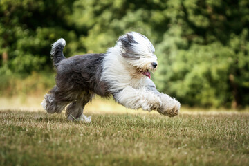 Old English Sheepdog running left to right and looking at the camera - 554051126