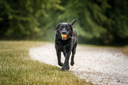 Black Labrador walking towards the camera with a ball