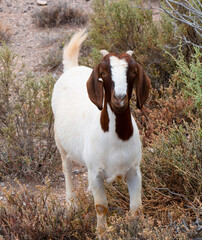 Friendly boer goat ram