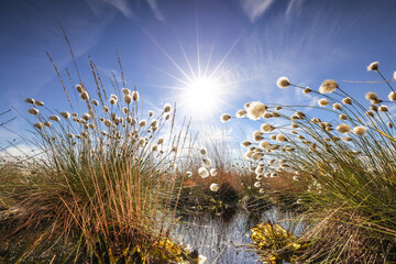 Cotton grass in the bog, Beautiful day in moor Oppenweher Moor, swamp area, sun star