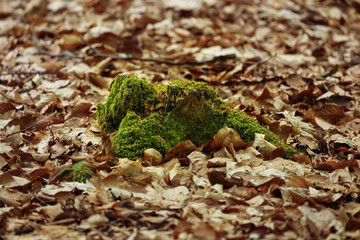 Woodland in germany, moss