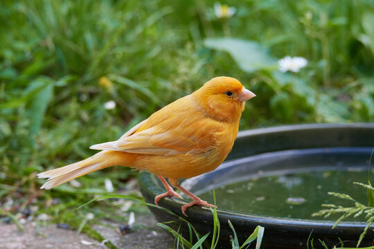 	
Ausgeb&uuml;xter Kanarienvogel im Sommer	
