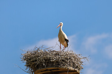 wild birds, Wings, plumage, stork