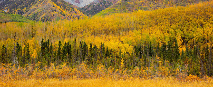 Panorama image of a forest in yellow autumn colors on the slopes of a mountain range in Wrangell St Elias National Park, Alaska