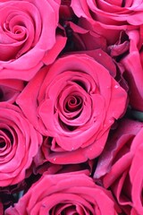 pink roses background