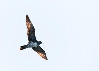 Kleinste Jager, Long-tailed Jaeger, Stercorarius longicaudus