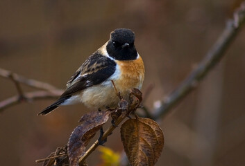 Aziatische Roodborsttapuit, Siberian Stonechat, Saxicola maurus