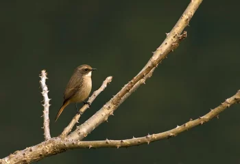 Tapeten Grijs Paapje, Grey Bushchat, Saxicola ferreus © Marc