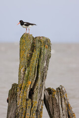 Seabird are looking for food from a wooden pole, Butjardingen