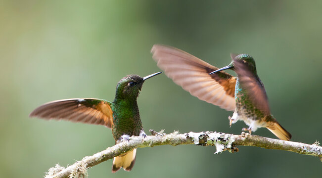 Bruinstaart-hoornkolibrie, Buff-tailed Coronet, Boissonneaua flavescensa