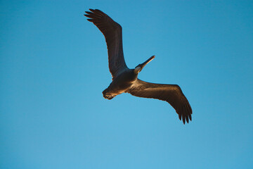 Pelicano sobrevolando 