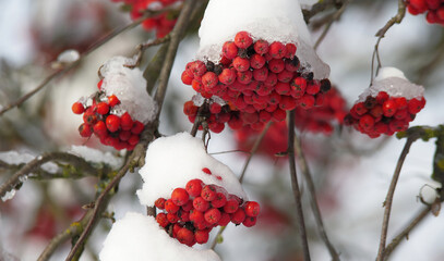 Czerwona jarzębina po opadach śniegu w zimie. Tło naturalne zimowe.