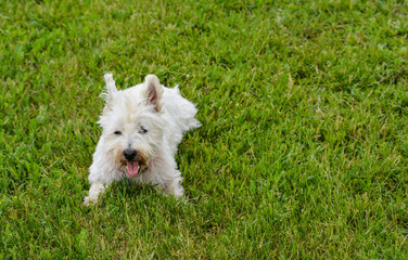 Leonardo, West Highland Terrier