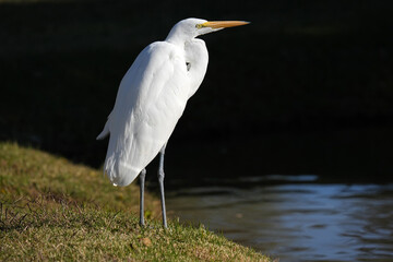Great Egret