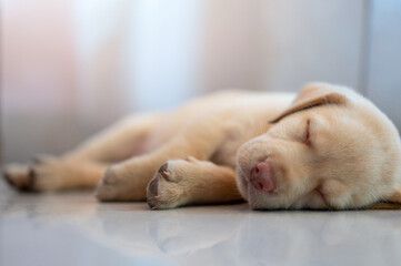 Portrait of little puppy dog