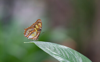 butterfly on leaf