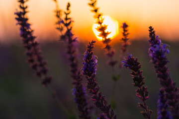 Sage flowers in the sunset