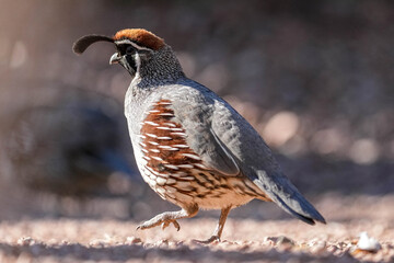 Gambel's Quail