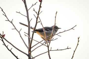 bird on a branch
