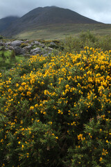 Cronins yard trails - Carrauntoohil range - Killarney - Ring of Kerry - Kerry county - Ireland