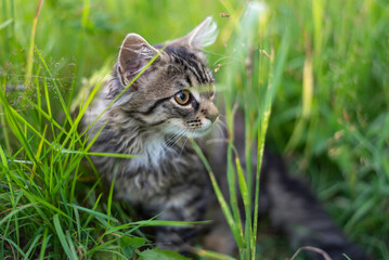 Naklejka na ściany i meble Playful kitten lying in the grass. Finland