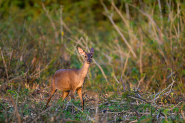 Marsh Deer portrait in Pantanal, Brazil